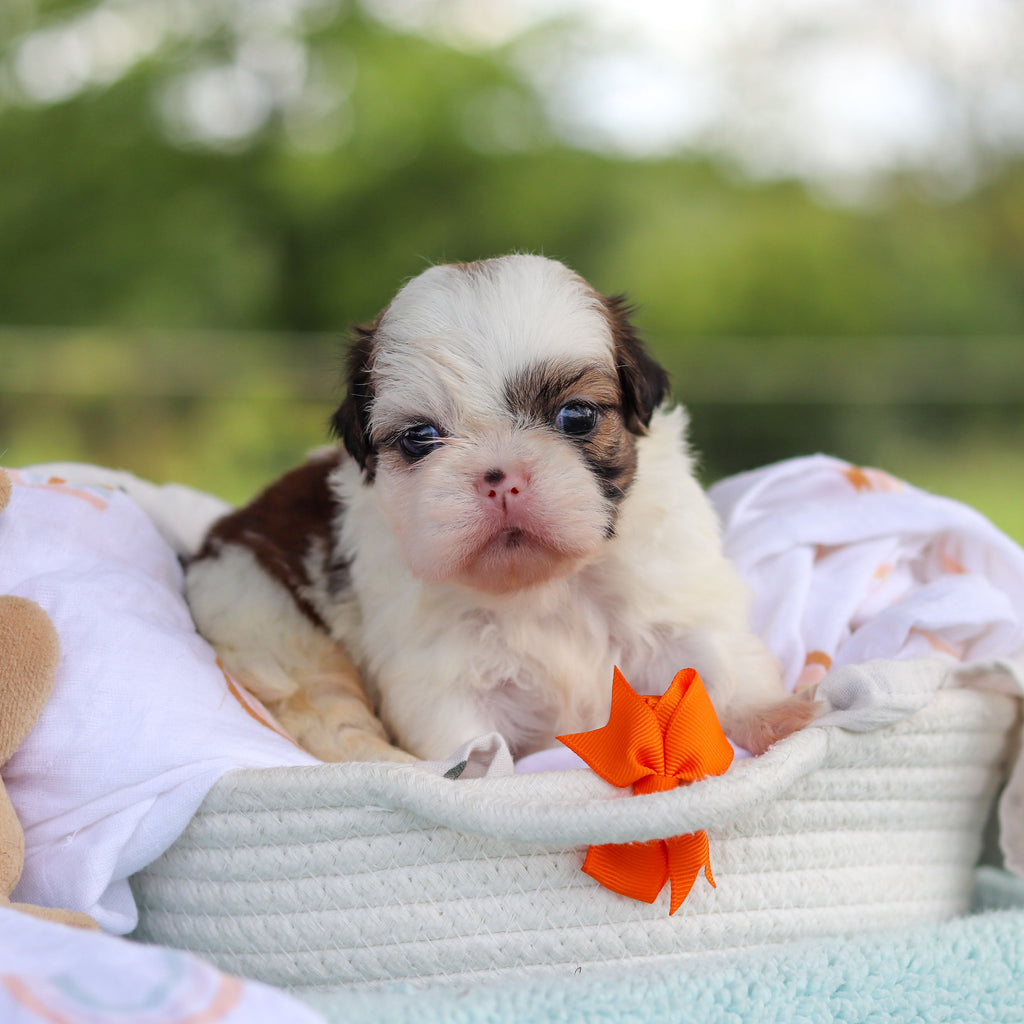 Chester - Available Now