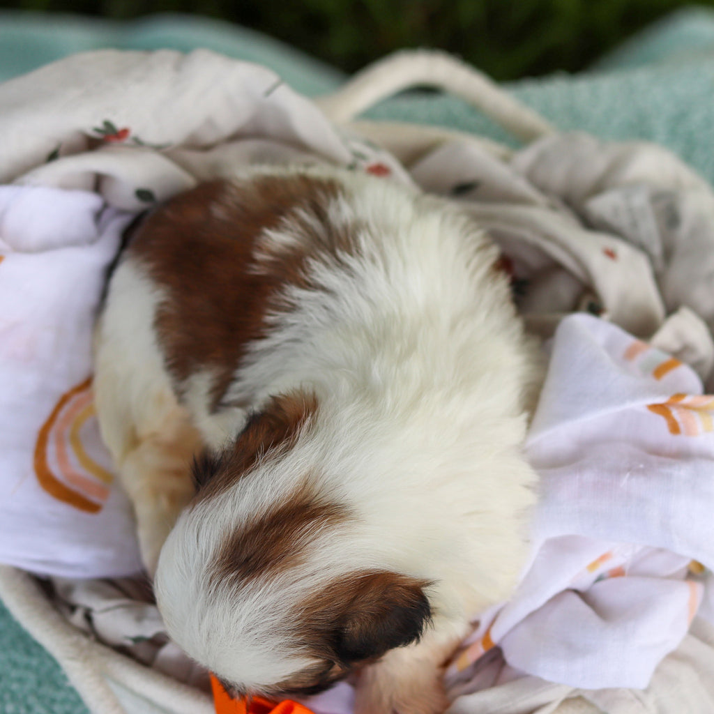 Chester - Available Now
