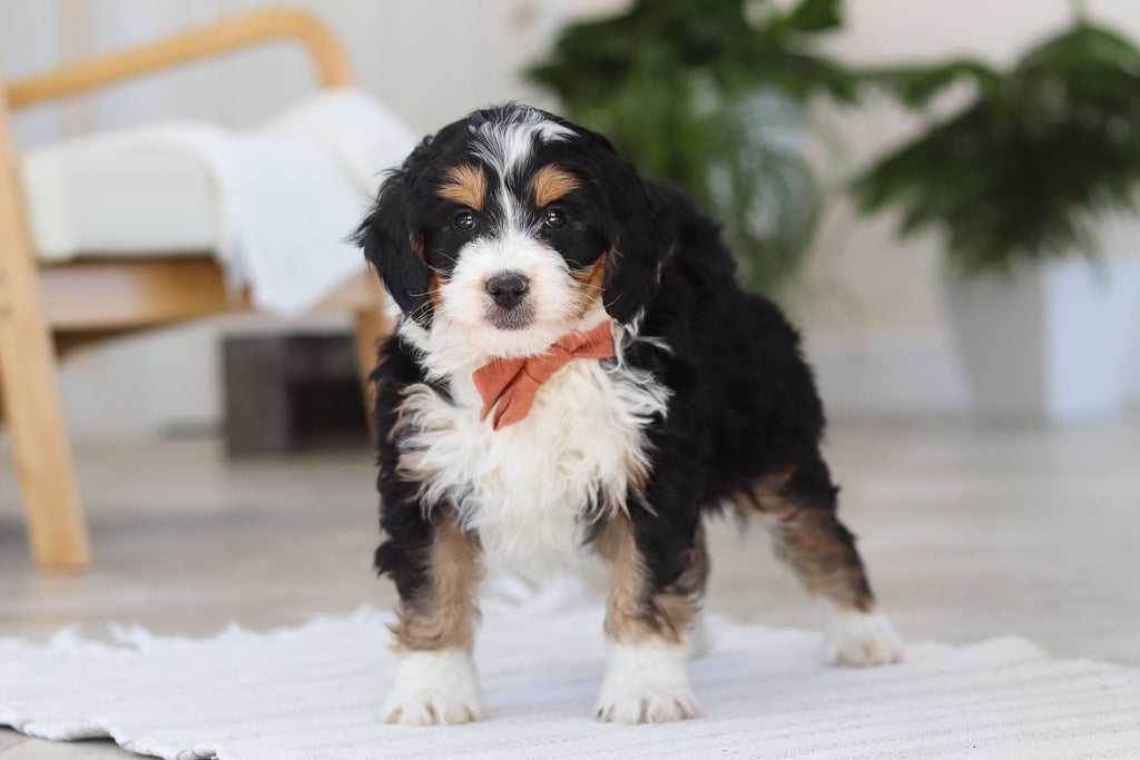 Archer - Available Now