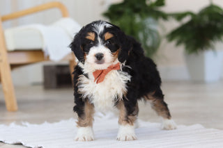 Archer - Available Now