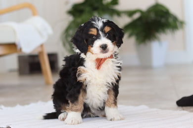 Archer - Available Now