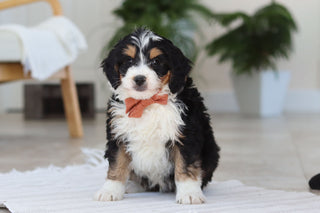 Archer - Available Now