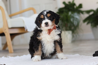 Archer - Available Now