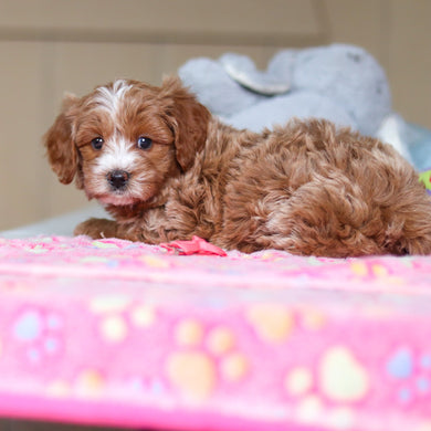 Wyatt - Available 4/23