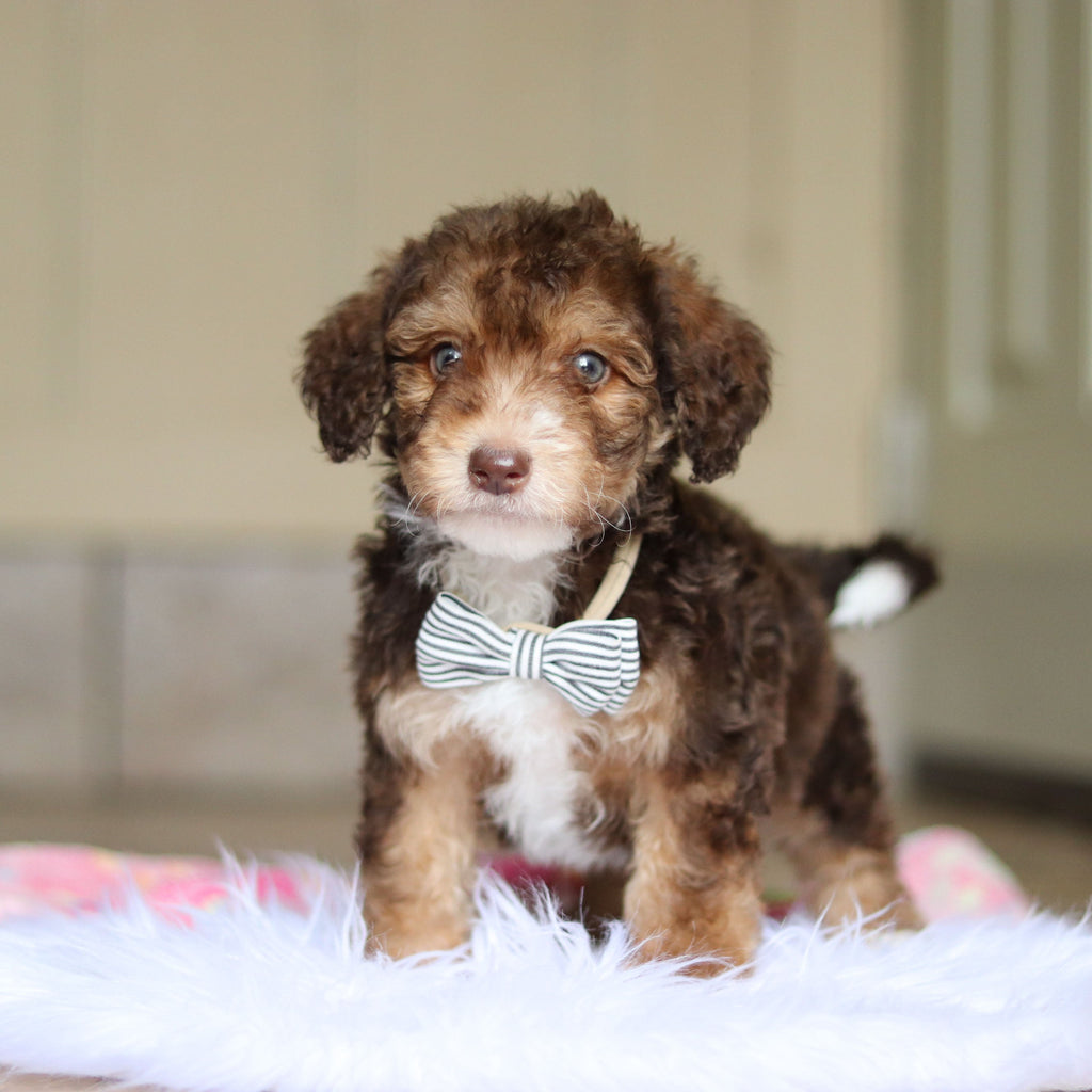 Ripley - Available Now