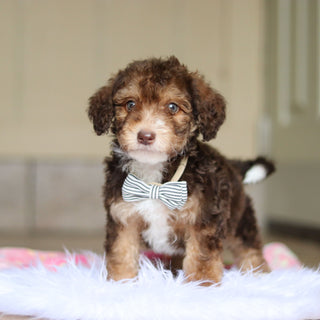 Ripley - Available Now