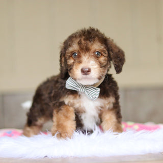 Ripley - Available Now