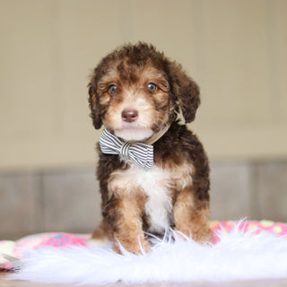 Ripley - Available Now
