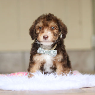 Ripley - Available Now