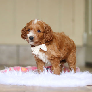 Newton - Available 6/4