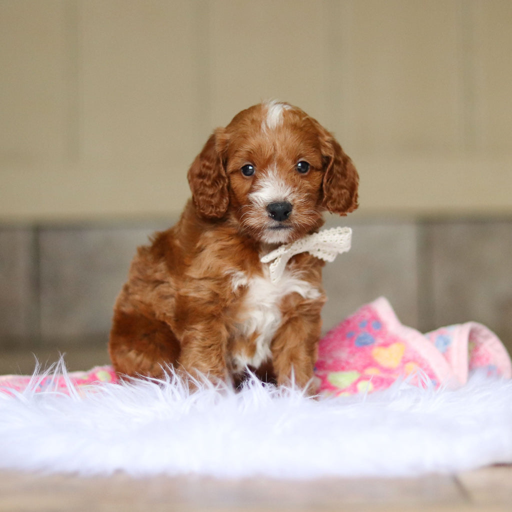 Newton - Available 6/4
