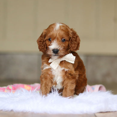 Newton - Available 6/4