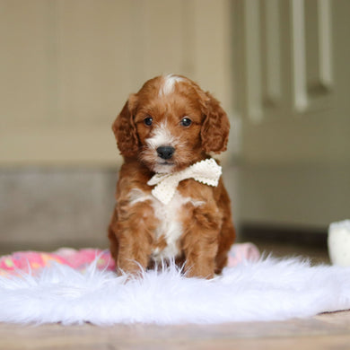 Newton - Available 6/4