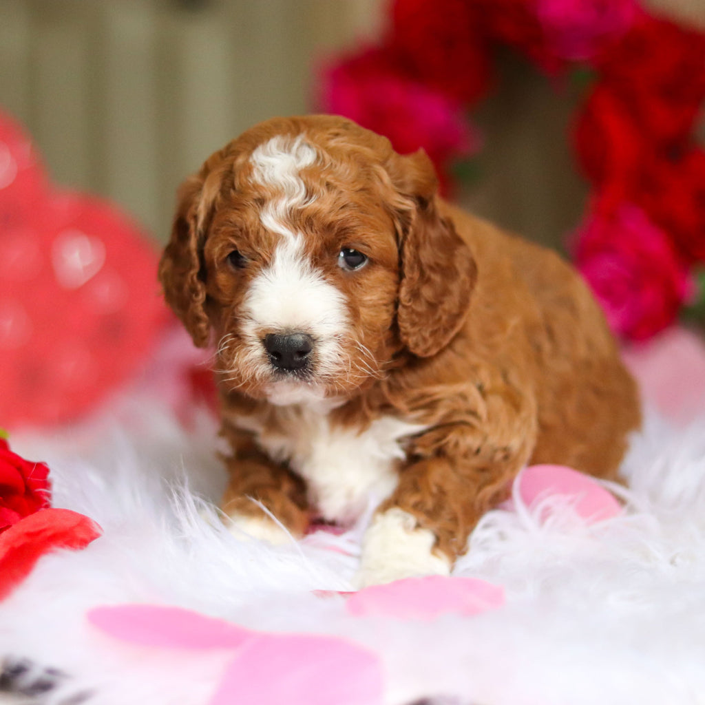 Ezra - Available 3/12