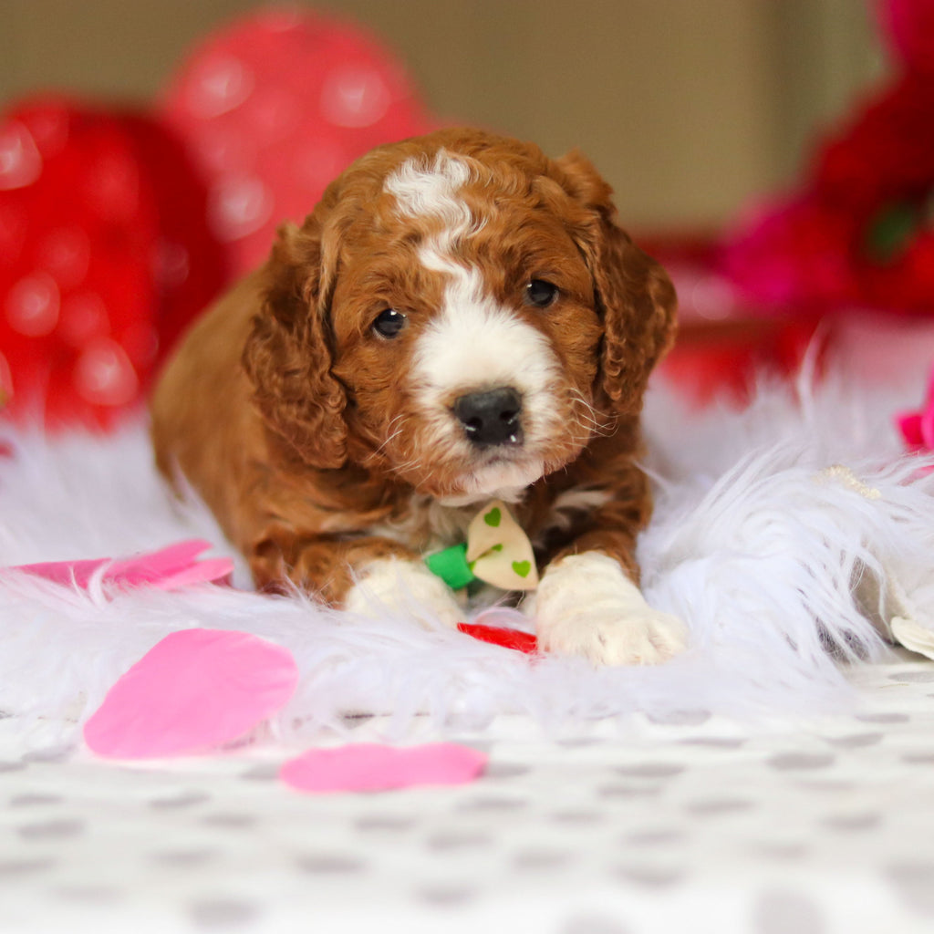 Ezra - Available 3/12