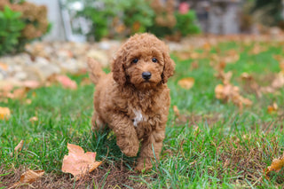 Magoo - Available 10/22