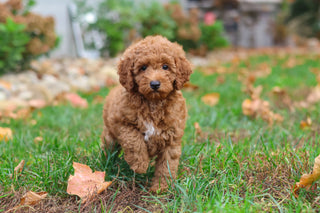 Magoo - Available 10/22