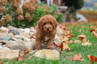 Magoo - Available 10/22