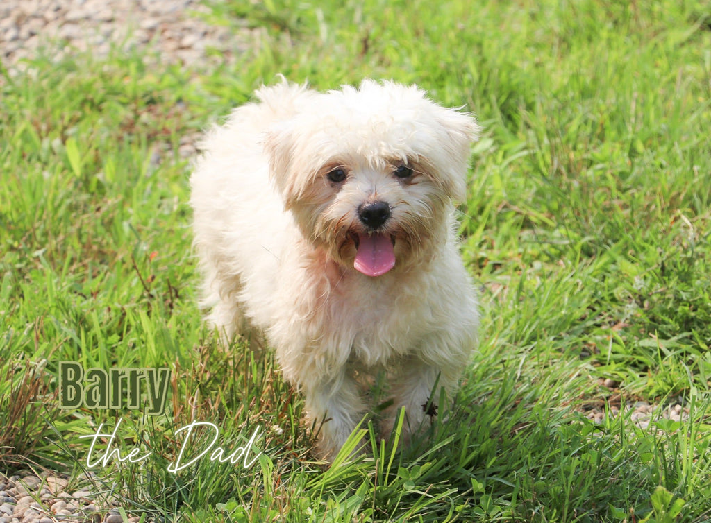 Bruce - Available 12/31