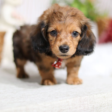 Maurice - Available 4/2