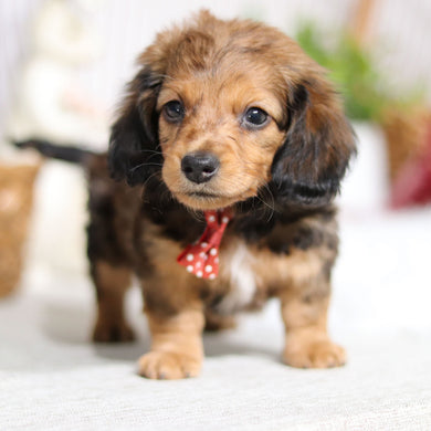 Maurice - Available 4/2