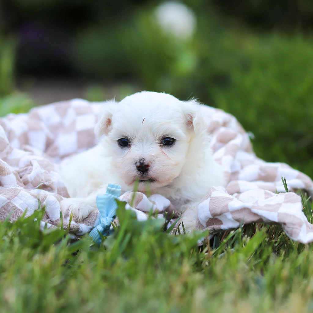 Monty - Available 6/18