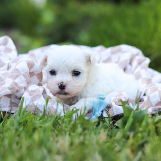 Monty - Available 6/18