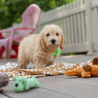 Linus - Available Now