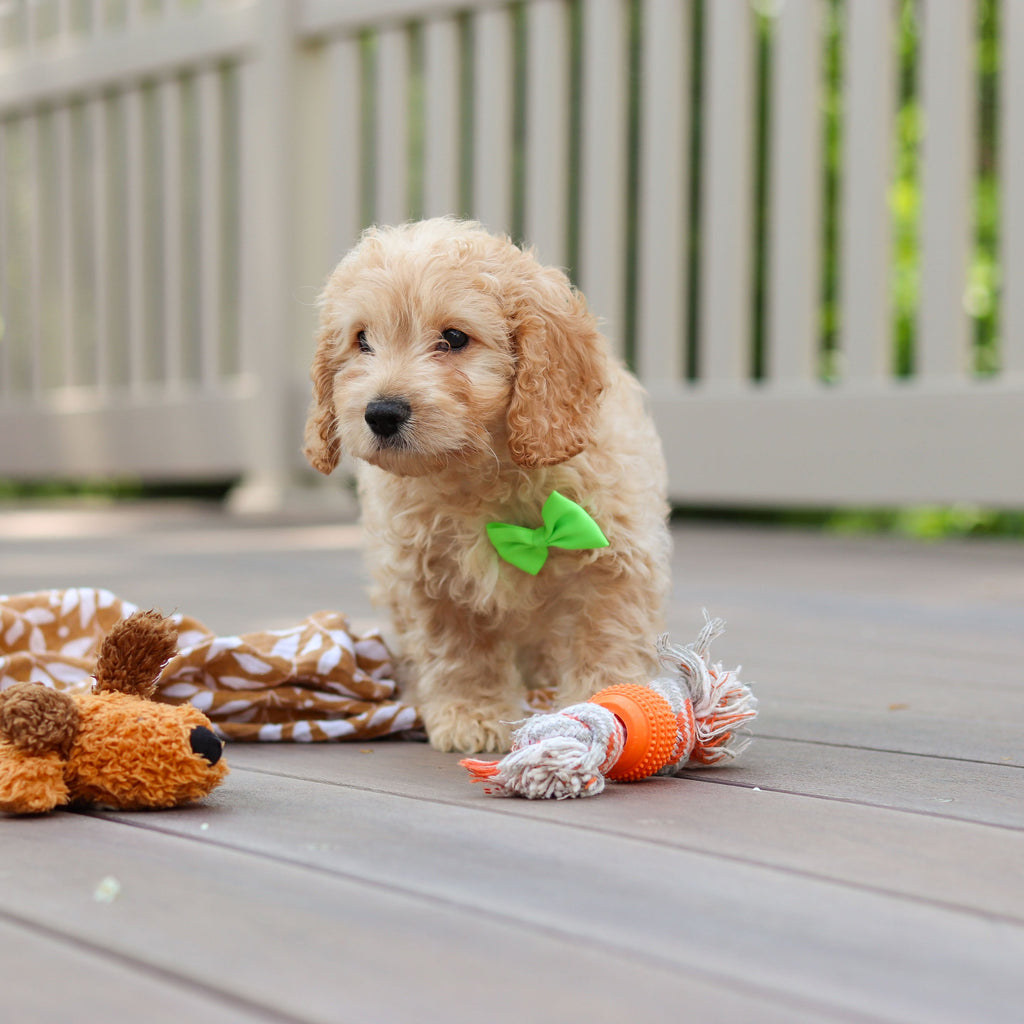 Linus - Available Now