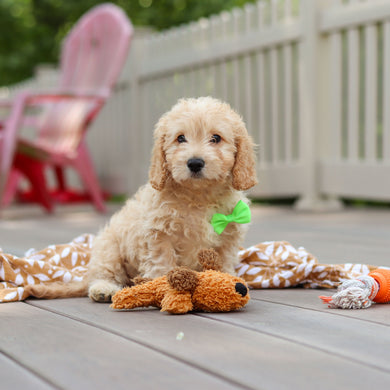 Linus - Available Now