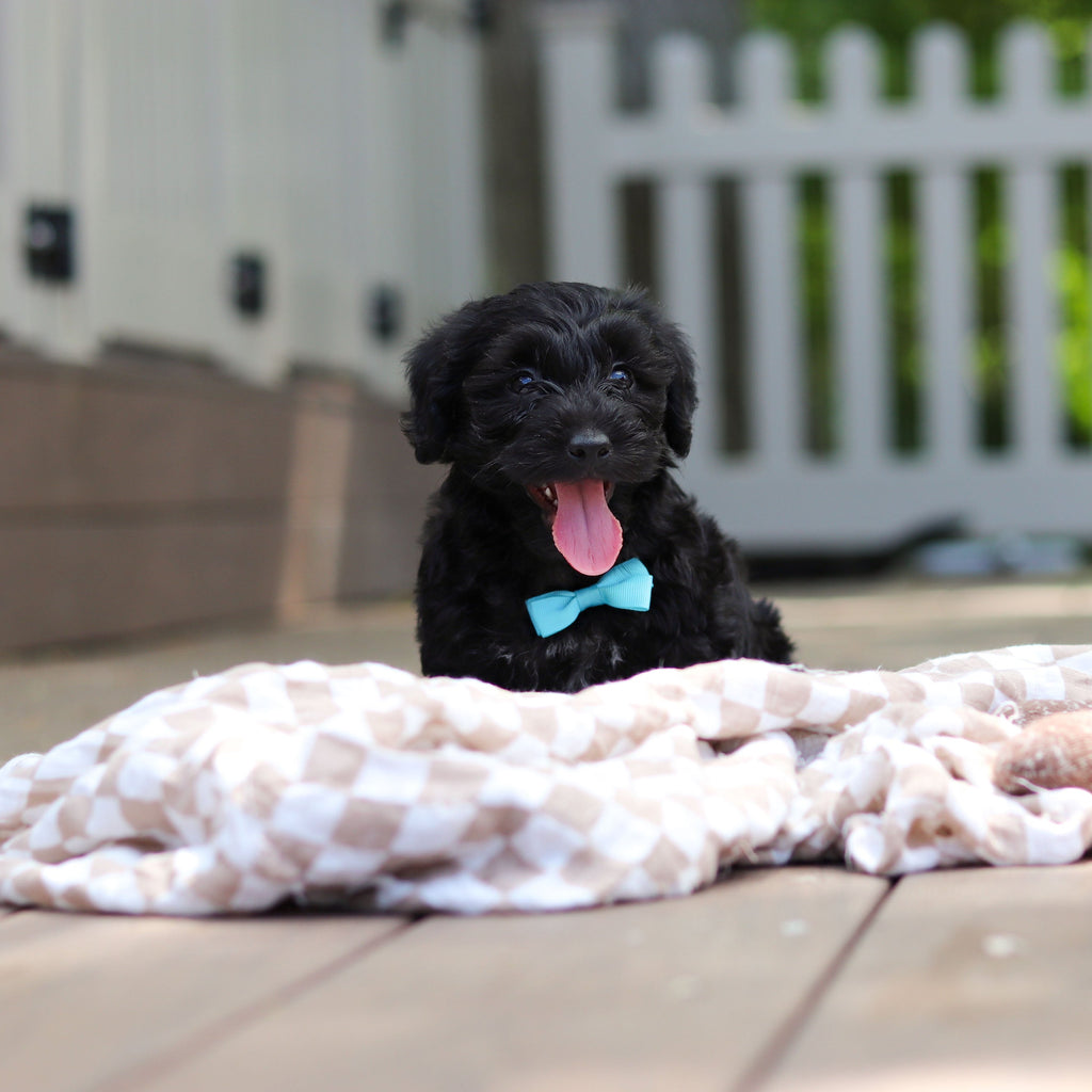 Casey - Available Now