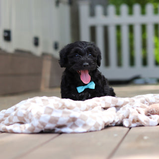Casey - Available Now