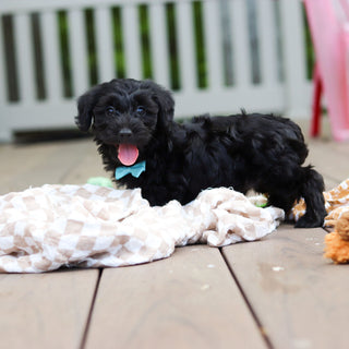 Casey - Available Now