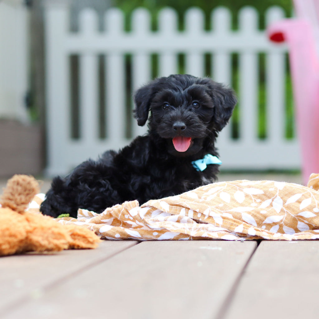 Casey - Available Now