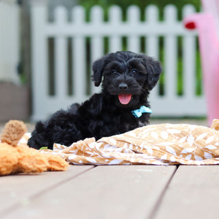 Casey - Available Now