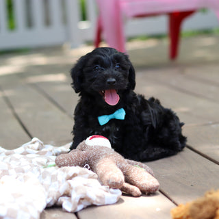 Casey - Available Now
