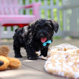 Casey - Available Now