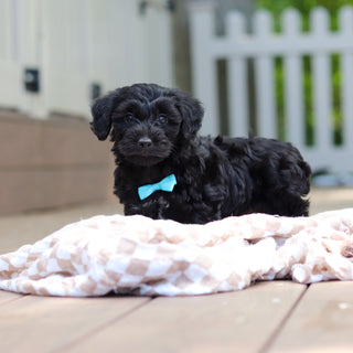 Casey - Available Now