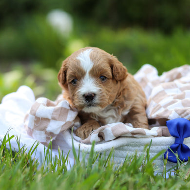Pascal - Available 6/25