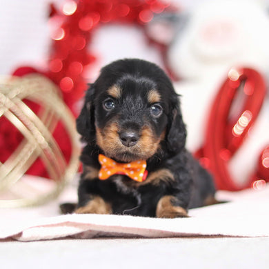 Bobby - Available 2/26