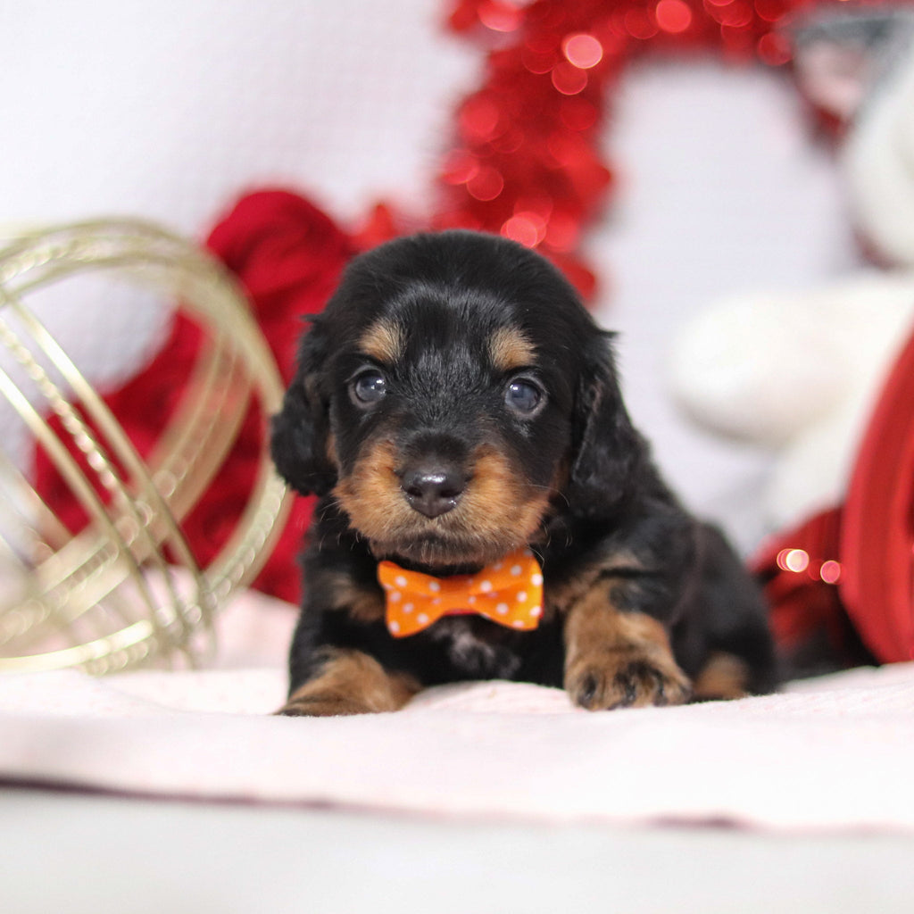 Bobby - Available 2/26