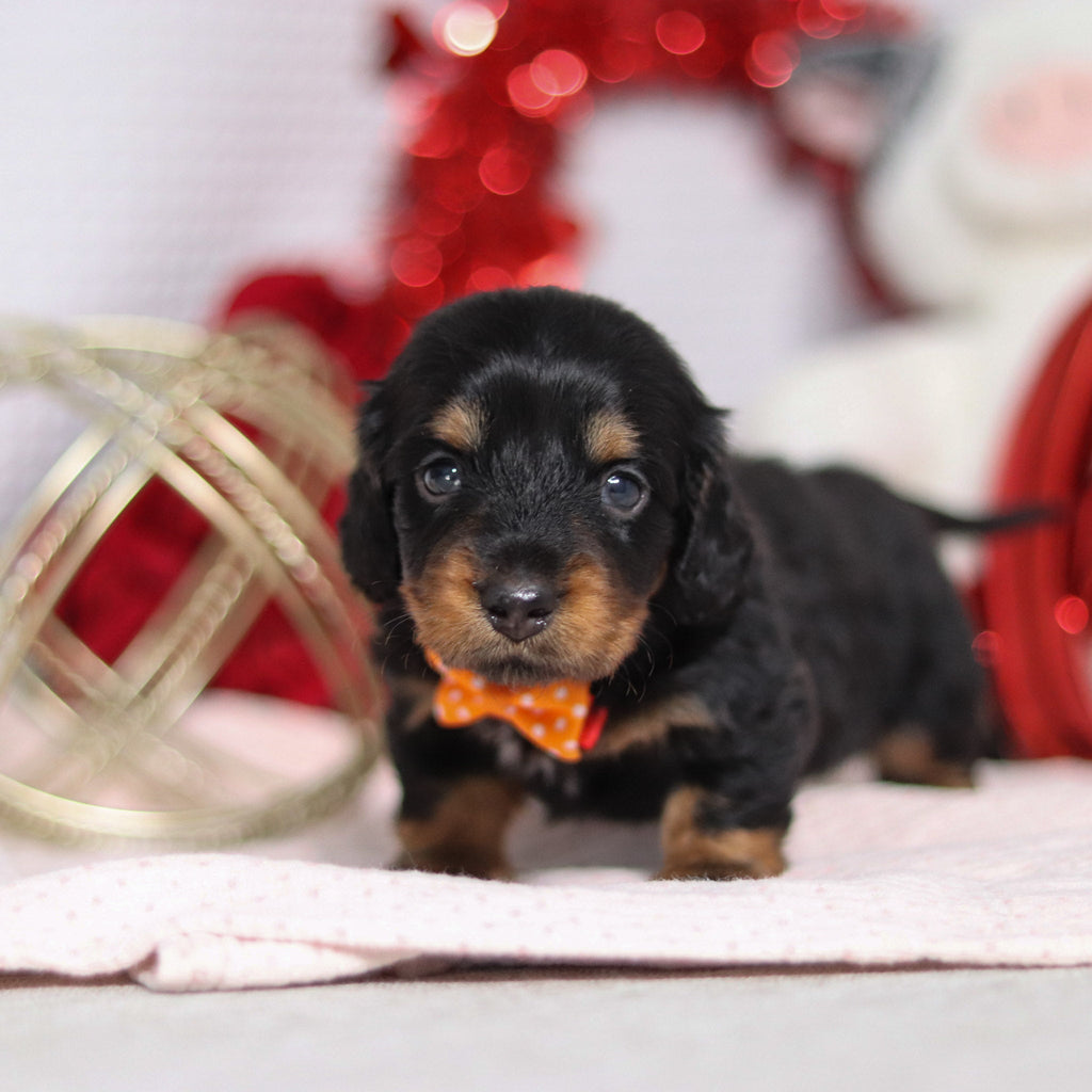 Bobby - Available 2/26