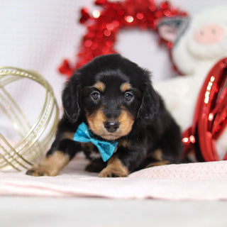 Boots - Available 2/26