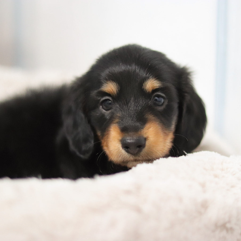 Boots - Available 2/26