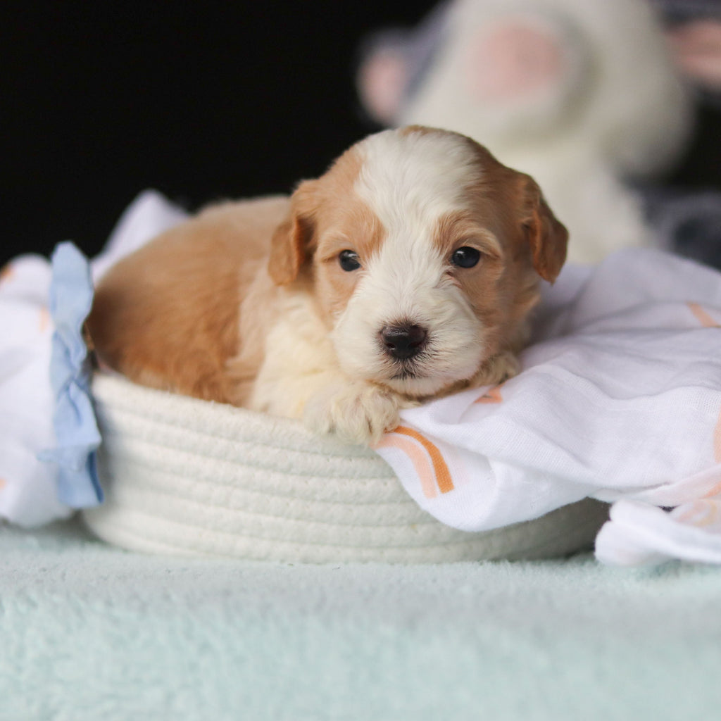 Jace - Available 10/29