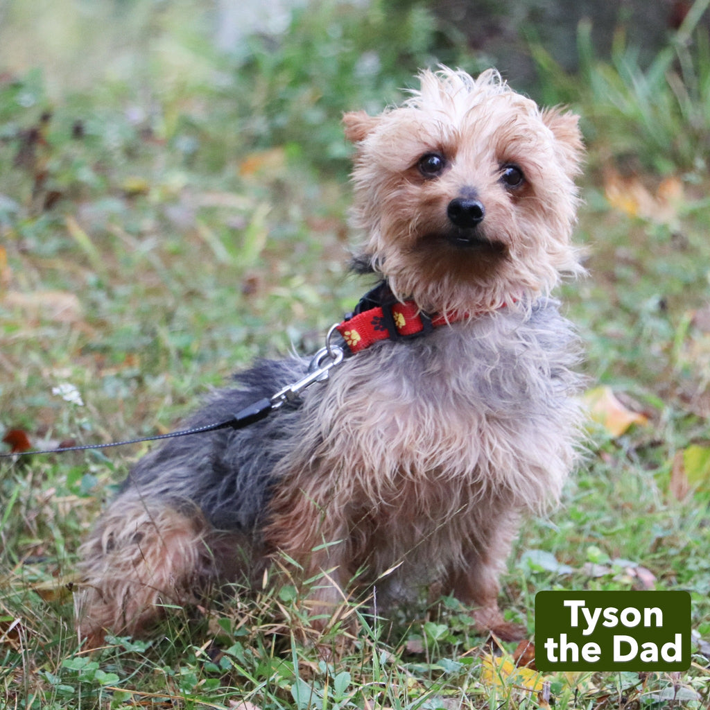 Shay - Available 12/17