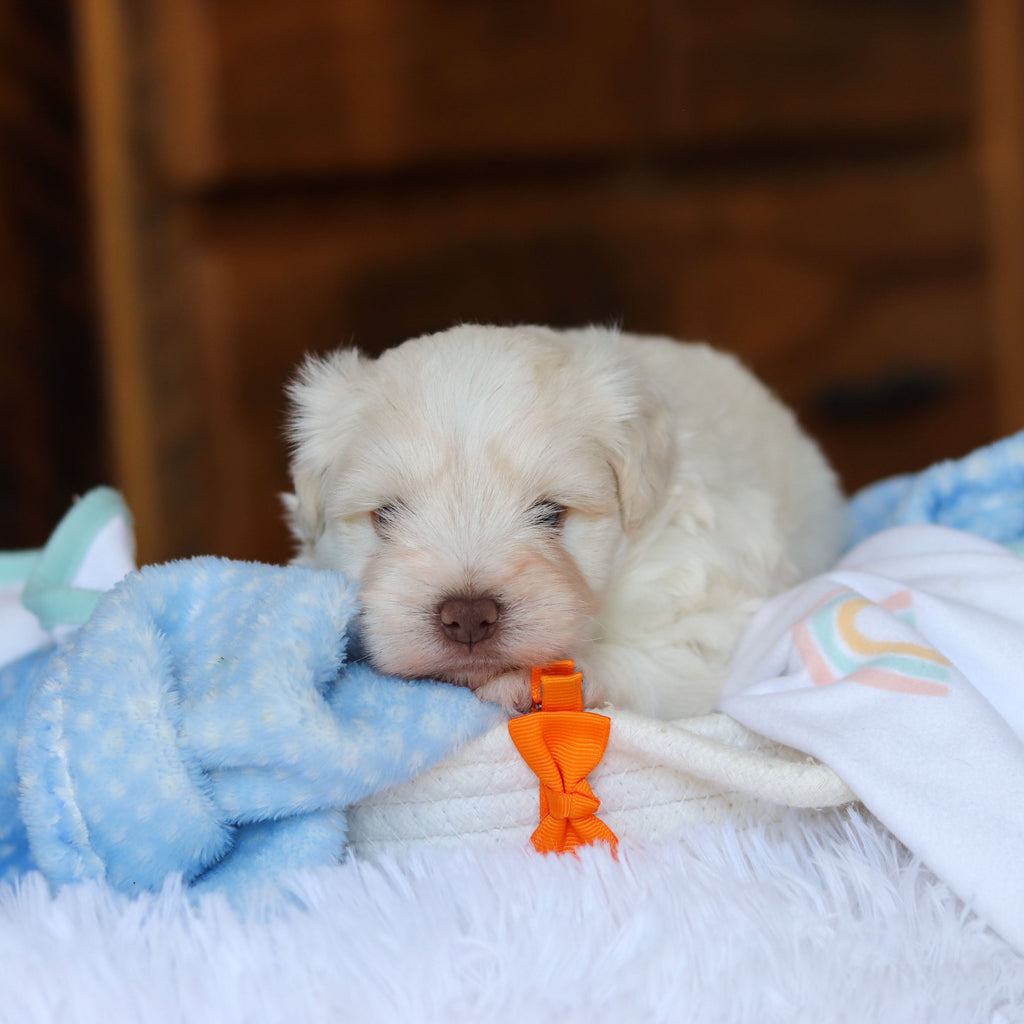 Chandler - Available 6/18