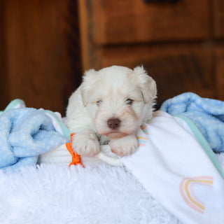 Chandler - Available 6/18