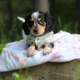 Dexter - Available 6/4