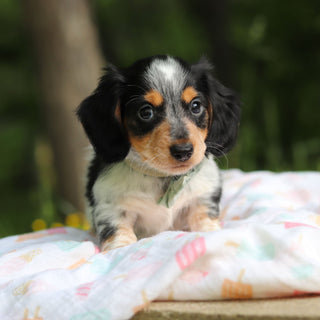 Dexter - Available 6/4